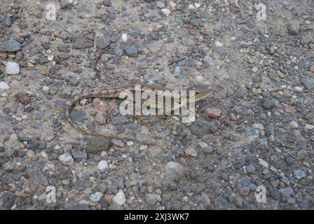 Jacky Dragon (Amphibolurus muricatus) Reptilia Stockfoto
