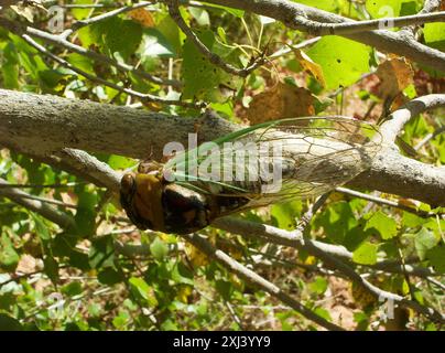 Grand Western Flood Plain Cicada (Megatibicen cultriformis) Insecta Stockfoto