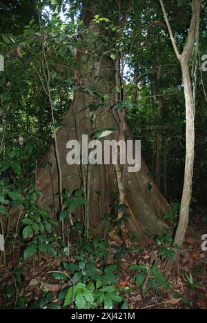 Wilde Feigen (Ficus insipida) Plantae Stockfoto