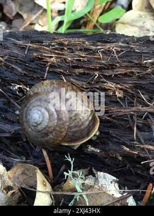 Bronze Schulterband Schnecke (Helminthoglypta arrosa) Mollusca Stockfoto