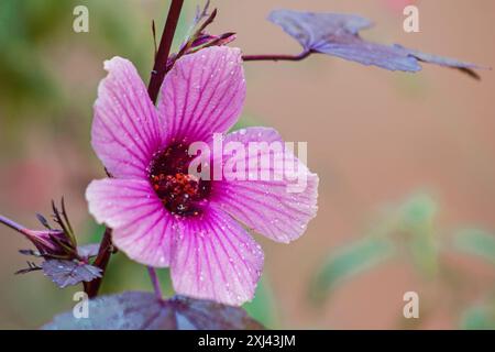 Nahaufnahme der roselle-Blüte auf neutralem Hintergrund Stockfoto