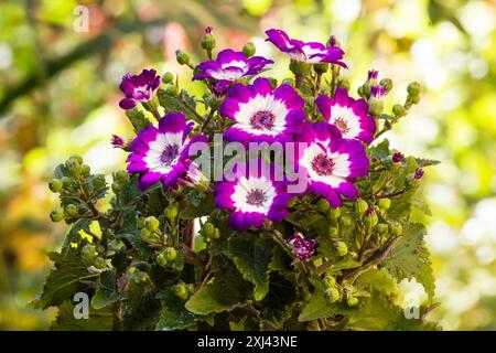 Cineraria, Florismuscineraria, (Pericallis x hybrida) Sommerblumen Stockfoto