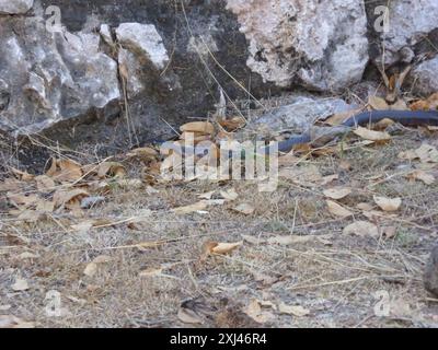 Indigoschlange (Drymarchon melanurus) Reptilia Stockfoto