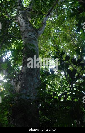 Wilde Feigen (Ficus insipida) Plantae Stockfoto