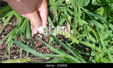 Riesenfuchsschwanz (Setaria faberi) Plantae Stockfoto