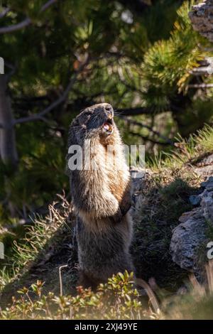 Alpenmurmeltier (oder Murmeltier), der Wächter der alpen, der auf seinen Beinen steht und pfeift, wenn die Sonne aufgeht, italienische Alpen, Juni. Stockfoto