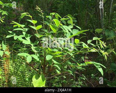 Poison Sumac (Toxicodendron vernix) Plantae Stockfoto
