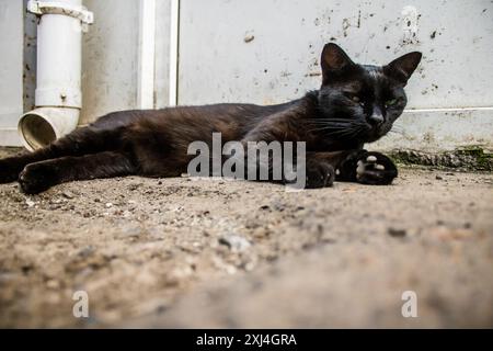 Odessa, Ukraine, 15. Juli 2024 Katze auf den Straßen von Odessa. Die Bewohner sind es gewohnt, Katzen zu füttern und zu pflegen, die auf der Straße leben. Stockfoto