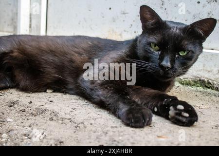 Odessa, Ukraine, 15. Juli 2024 Katze auf den Straßen von Odessa. Die Bewohner sind es gewohnt, Katzen zu füttern und zu pflegen, die auf der Straße leben. Stockfoto