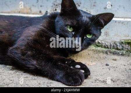 Odessa, Ukraine, 15. Juli 2024 Katze auf den Straßen von Odessa. Die Bewohner sind es gewohnt, Katzen zu füttern und zu pflegen, die auf der Straße leben. Stockfoto