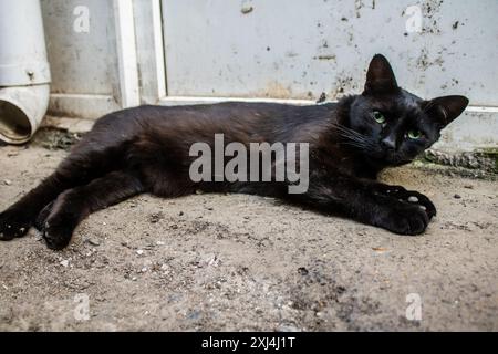 Odessa, Ukraine, 15. Juli 2024 Katze auf den Straßen von Odessa. Die Bewohner sind es gewohnt, Katzen zu füttern und zu pflegen, die auf der Straße leben. Stockfoto