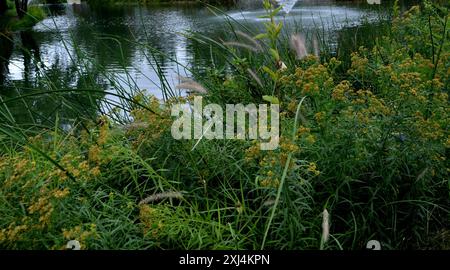 Chinesisches Pennisetum (Cenchrus alopecuroides) Plantae Stockfoto