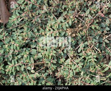 Fleckenspurge (Euphorbia maculata) Plantae Stockfoto