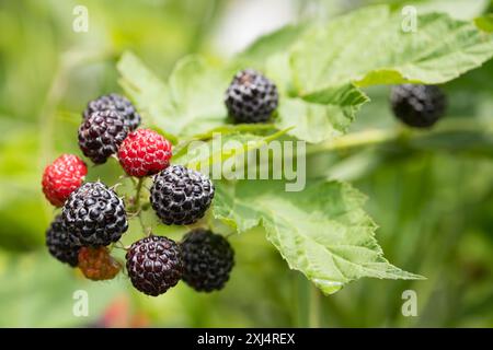 Zweig reifer Brombeeren. Reife wilde Brombeeren, die auf Büschen im Garten oder Wald wachsen, Nahaufnahme, hohe Auflösung. Stockfoto