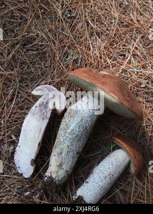 Foxy Bolete (Leccinum vulpinum) Pilze Stockfoto