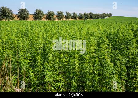 Feld des legal angebauten Hanfs (Cannabis Sativa) in Ystad, Skane County, Schweden, Skandinavien Stockfoto