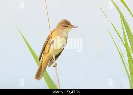 Großer Schilfvogel (Acrocephalus arundinaceus), männlich auf dünnem Schilfstamm, heller Hintergrund, Wildtiere, Zugvögel, Singvögel, Tiere, Vögel Stockfoto