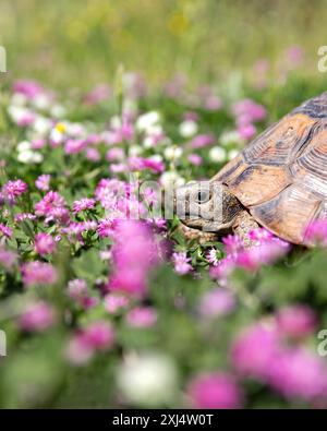 Rosa persischer Klee oder Trifolium resupinatum Blume und eine Schildkröte, Frühlingsfarben. Stockfoto