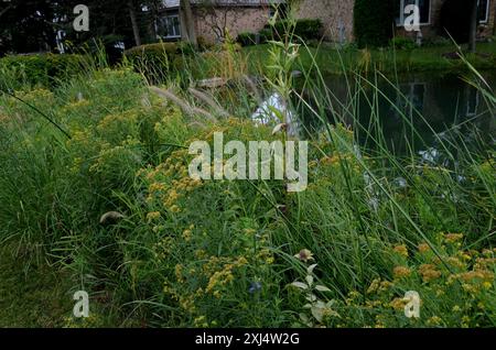 Chinesisches Pennisetum (Cenchrus alopecuroides) Plantae Stockfoto