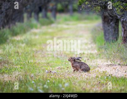 Hase, der auf einer Wiese auf einer Planatage sitzt Stockfoto