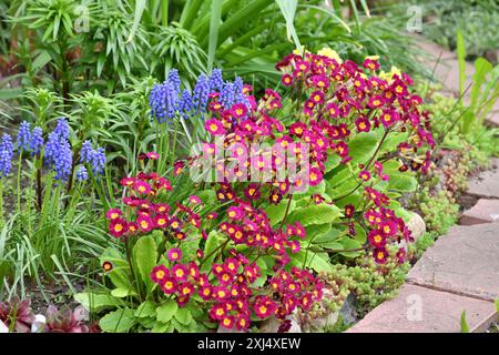 Primula vulgaris und Muscari, frühe Frühlingsblume, Primrose Stockfoto