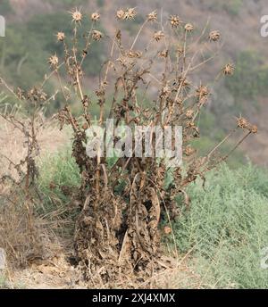 Mariendistel (Silybum marianum) Plantae Stockfoto