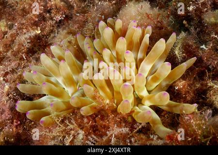 Gelb-violette Felsenrose (Cribrinopsis crassa) wächst in einem bunten Unterwasserszenario. Tauchplatz Meeresschutzgebiet Cap de Creus, Rosas, Costa Brava Stockfoto