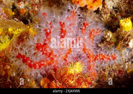 Rote und weiße Korallen (Corallium rubrum) umgeben von farbenfrohen Unterwasserleben. Tauchplatz Meeresschutzgebiet Cap de Creus, Rosas, Costa Brava, Spanien Stockfoto