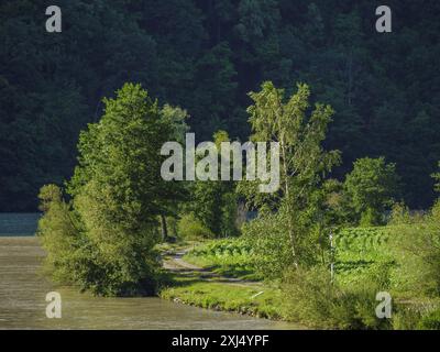 Pfad entlang eines Ufers, umgeben von üppigen Bäumen und Wäldern, wachau, Österreich Stockfoto