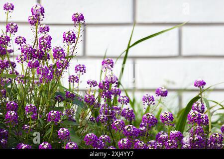 Lobularia maritima, die sich über weißen Backsteinmauern tummeln, Varieté Easter Bonnet. Blühende Pflanze in der Familie Brassicaceae. Sein gebräuchlicher Name ist süß Stockfoto