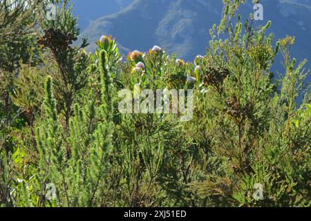 Outeniqua Pincushion (Leucospermum glabrum) Plantae Stockfoto