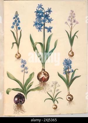 Scilla Bifolia (Tobladet Skilla); Hyacinthus orientalis (gemeinsame Hyazinthe); Scilla amoena (himmelblaue Skilla) Holtzbecker, Hans Simon 1610 - 1671, Merian, Maria Sibylla 1647 - 1717 Gouache, Zeichnung Bemærkninger over en Samling af Blomstertegninger i den kongeligen Kobberstiksamling, J. F. Schow, 6566, 1849 Scilla bifolia (tobladet skilla), Hyacinthus orientalis (almindelig hyacint), Scamoena (himmelblå skilla) Stockfoto