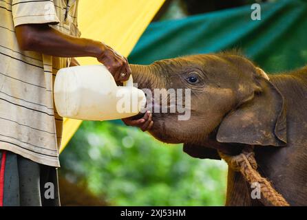 Ein Tierpfleger füttert ein wildes Elefantenkalb, das gerettet wurde, nachdem sie sich von ihrer Herde entfernt hatte, im Assam State Zoo in Guwahati, Assam, Indien Stockfoto