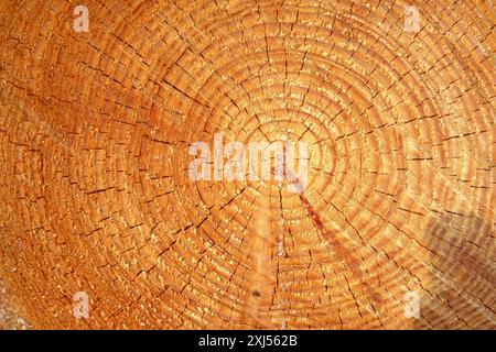 Grenzfläche von durchgesägtem Baumstamm mit deutlich sichtbaren Jahresringen, Deutschland Stockfoto