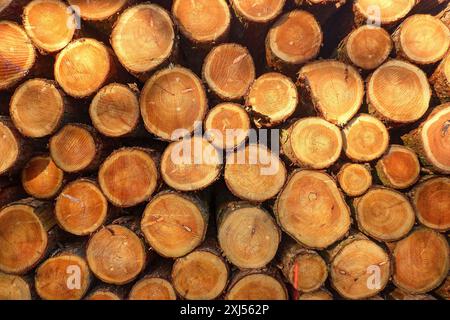 Frisch geschlagene Bäume gestapelte Baumstämme mit sichtbaren Jahresringen, teilweise mit Markierungen von der Motorsäge auf der Schnittfläche, werden übereinander gestapelt Stockfoto