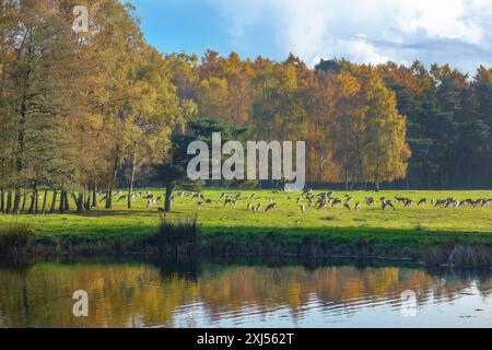 Große Herde von Damhirschen (Dama dama), die auf einer Wiese weiden, herbstlich farbige Bäume im Hintergrund, Duelmener Wildpark, Duelmen, Norden Stockfoto