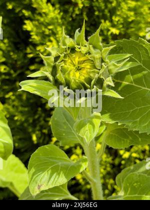 Blumenkopf der Sonnenblume (Helianthus annuus) mit sichtbaren noch geschlossenen Blütengelben Blüten, Deutschland Stockfoto