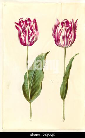 TULIPA GESNERIANA (Have-Titlean) Holtzbecker, Hans Simon 1610 - 1671, Merian, Maria Sibylla 1647 - 1717 Gouache, Zeichnung Tulipa gesneriana (Have-tulipan) Stockfoto