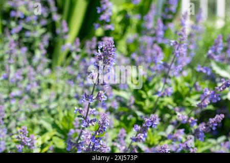 Nahaufnahme von Blüten der kleinen Katzenminze (nepeta nepetella) in Blüte Stockfoto