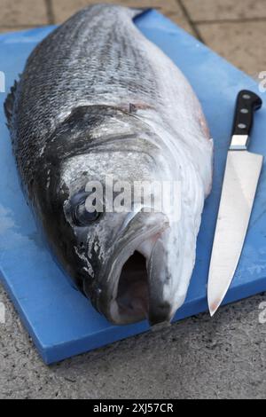 Ganze und roher Seebarsch Stockfoto