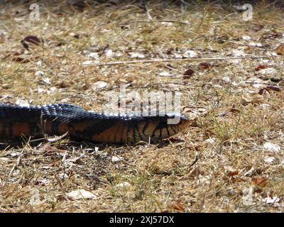 Indigoschlange (Drymarchon melanurus) Reptilia Stockfoto