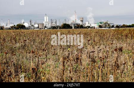 BASF-Werk Ludwigshafen. Die BASF SE mit Sitz in Ludwigshafen am Rhein ist im Jahr 02.10.2020 umsatzmäßig das weltweit größte Chemieunternehmen Stockfoto