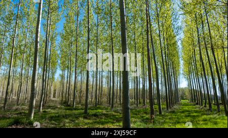 pappelbäume in Spanien Stockfoto