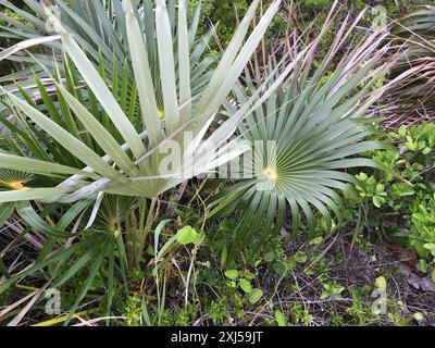 Florida Silver Palm (Coccothrinax argentata) Plantae Stockfoto