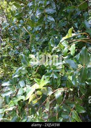 Baum Tutu (Coriaria arborea) Plantae Stockfoto