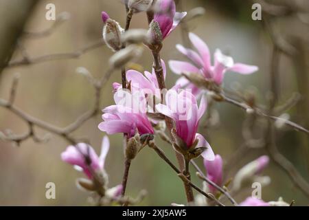 Magnolia x loebneri „Leonard Messel“, Kindergarten Otto Eisenhut, San Nazarro, Tessin, Schweiz Stockfoto