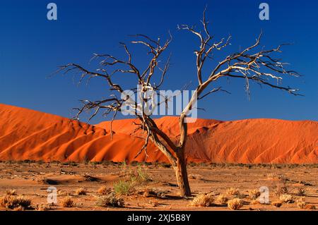 Afrika, Namibia, toter Baum in Deadvlei, Deadwood, Deadvlei, Namibia Stockfoto