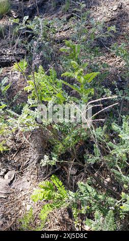 Leadplant (Amorpha canescens) Plantae Stockfoto