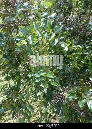 Baum Tutu (Coriaria arborea) Plantae Stockfoto