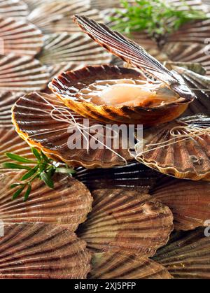 Jakobsmuscheln in der Schale Stockfoto